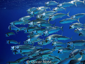 always amazing to observe these fishes when they wide ope... by Olivier Notz 